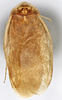 CollectionObject 1569232; f655a0b2-f3eb-4a5e-8076-0ccd3d02b929: Photo by Heidi Hopkins. Holotype, adult male, dorsal habitus. (CollectionObject).