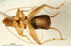 CollectionObject 1575470; 0af39fd6-6a03-4b94-9db9-d6b3a8ece02b: male, ventral view (paratype). (CollectionObject).