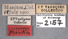 Other: !! display not done !! on Cyrtolobus acutus Van Duzee, 1908: (Observation).
