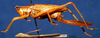 CollectionObject 1516752; 93aa3b64-2084-4f1d-a50d-dc0a6d908732: female, lateral view (holotype). (CollectionObject).