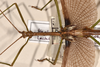 CollectionObject 1558907; befd21c5-dcfc-4676-97a0-634fd379bff4: copyright OUMNH. male: head & thorax, dorsal view of synonym Haplopus cythereus (lectotype). (CollectionObject).