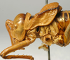 CollectionObject 1516788; a223157b-dcba-47f7-94d4-c2809c809084: male head and pronotum, lateral view (syntype). (CollectionObject).