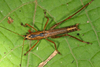 Sacculiphallus dyaka (Hebard, 1922): male (Sandakan). (Otu).