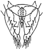 Subgenital plate: !! display not done !! on Sorhoanus orientalis (DeLong & Davidson, 1935): genital capsule, ventrally. (Observation).