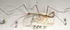 CollectionObject 1559377; b9414989-38e2-481a-943d-d8bb8750319d: copyright OUMNH. male, lateral view (holotype). (CollectionObject).