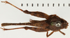 CollectionObject 1572902; NHRS NRM-ORTH 13120, 951c4d78-65db-4bb8-86f3-53ab3066d1e9: female, dorsal view (not personatus). (CollectionObject).