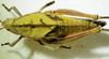 CollectionObject 1498676; cea47a1a-e9d9-435c-970e-c8008097ee68: female, dorsal view. (CollectionObject).