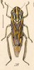 Habitus, dorsal view on Apogonalia stalii (Signoret, 1856): (Observation).