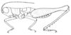 Hylopedetes mirandus Rehn, 1929: Pl. 3, Fig. 4 (after type). male habitus (body length 13.5 mm, pronotum 2.68 mm, hind femur 10.7 mm). (Otu).