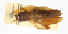 CollectionObject 1588096; 097dd9cf-8a34-42a1-8757-4ccff354bdfa, MNHN-EO-ENSIF6977: male, dorsal view (paralectotype). (CollectionObject).