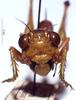 CollectionObject 1534685; MZPW 3225227, 2a38d71b-ca9c-4e56-a161-05b859e032c2: female, frontal view. (CollectionObject).