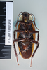 CollectionObject 1573267; 83458952-cc92-49ea-8f04-40f960dc95fc: Copyright NHM, London. Ventral view, male, non-type. (CollectionObject).