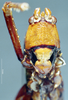 CollectionObject 1506869; MCSN 3224694, ae9992e0-4952-43ab-ae44-45da44adeafc: female, frontal view (paralectotype of Macroxiphus pictipes). (CollectionObject).