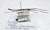 CollectionObject 1576287; f758bbdc-3c73-476e-84a7-7a4c4618d2cc: copyright SPM, Kinabalu. male, lateral view (paratype). (CollectionObject).;CollectionObject 1576288; 88bb7868-3816-48de-be1d-53f70e07356b: copyright SPM, Kinabalu. male, lateral view (paratype). (CollectionObject).