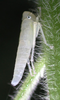 Habitus, lateral view: Bothrogonia sp., nymph @ Taiwan, by D. M. Takiya. (Observation).