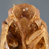 Head: (Observation).
