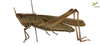 CollectionObject 2243514; Unioeste Cascavel K-0569, f4b852eb-c5a9-4ae8-8593-01371b431aa5, Unioeste Cascavel K-0569: Female, lateral view. (CollectionObject).