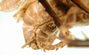 CollectionObject 1501684; 04465ce6-91b5-441c-960f-0fa3d9a5de98: male abdomen tip, lateral view (lectotype). (CollectionObject).