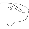 Pygofer, lateral view: Pygofer, lateral view. (Observation).