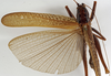 CollectionObject 1529607; 6e7a3d7d-dbe6-4b9c-94a6-bf4e3be57d4f: female, dorsal view (holotype). (CollectionObject).