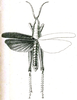 Pseudomorphacris notata (Brunner von Wattenwyl, 1893): Pl. V, Fig. 50. male, dorsal view (pronotum length 6 mm, tegmina 20.5 mm). (Otu).