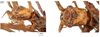 CollectionObject 1597519; aa3d258f-3851-4563-9c1f-b4b5498ae695, QIMR T250919: copyright QM. female: head, lateral & dorsal view (holotype). (CollectionObject).