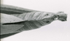 CollectionObject 1526367; efa3261a-67f6-41fe-940f-c7c507473351: female abdomen end, dorsal view. (CollectionObject).