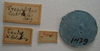 CollectionObject 1595296; d6ca8f8e-9048-4597-ab71-8e04f9014eef: Tropistethus australis. Type Labels. (MLP) - (CC BY-NC 4.0) - Photo by Eugenia Minghetti, reproduced with permission from the Museo de La Plata, La Plata, Argentina. (CollectionObject).