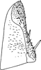 Subgenital plate, ventral view on Diomma (Diomma) ilsae (Jacobi, 1941): Subgenital plate. (Observation).