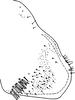 Pygofer, lateral view on Edwardsiana soror (Linnavuori, 1950): Pygofer, lateral view. (Observation).