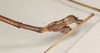 CollectionObject 1561469; NHMUK(SF IMPORT DUPLICATE) 844556, 5fa50b3a-3a22-4fb3-85f1-d879c8e42ba7: copyright Natural History Museum, London. male: end of abdomen, lateral view (holotype). (CollectionObject).