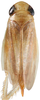 Habitus, dorsal view: Habitus, dorsal view (female). (Observation).