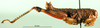 CollectionObject 1579149; 7a64a864-f89e-4240-98c1-f47261a6ae52: male, lateral view (paratype). (CollectionObject).