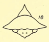 Head: !! display not done !! on Heliria strombergi Goding, 1893: (Observation).