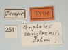 CollectionObject 1561006; 1d6efdb3-a308-4398-98ec-401eaa746619: copyright MIZ, Warsaw. female, data labels of synonym Periphetes sangirensis (syntype). (CollectionObject).