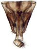 Pygofer, dorsal view on Paradorydiina Evans, 1937: Paradorydium quadrigonum, pygofer, dorsally (INHS). (Observation).
