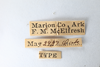 Other: !! display not done !! on Telamona compacta Ball, 1903: (Observation).