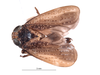 Habitus, dorsal view on Docalidia matthewi Nielson, 1990: (Observation).