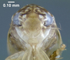 Head: !! display not done !! on Xestocephalus superbus (Provancher, 1890): (Observation).