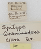 labels (syntype). Depicts CollectionObject 1533005; b18c4556-2971-4b4f-935a-91a5648c7426, a CollectionObject.