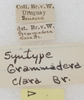 CollectionObject 1533005; b18c4556-2971-4b4f-935a-91a5648c7426: labels (syntype). (CollectionObject).