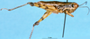 female, lateral view (paratype). Depicts CollectionObject 1576334; 531495cf-f083-44bc-92e1-c17e051876a5, a CollectionObject.