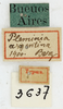 2011. labels (syntype of Pleminia argentina). Depicts CollectionObject 1514410; 44dfd83d-55e8-45b7-8307-e129c1cc5ee9, MLP3637, a CollectionObject.