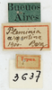 CollectionObject 1514410; 44dfd83d-55e8-45b7-8307-e129c1cc5ee9, MLP3637: 2011. labels (syntype of Pleminia argentina). (CollectionObject).