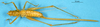 CollectionObject 1505023; 8afd849e-c990-47dc-8ab8-b4789f4b8a2b, DORSA D17TF01: female, dorsal view (holotype). (CollectionObject).