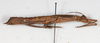 CollectionObject 1561594; NMW 60, 32e0ea99-11b4-4cd6-b71a-7954f1a5128b: copyright NMW. female, lateral view (syntype). (CollectionObject).