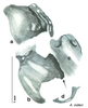 CollectionObject 1569186; 678c295d-a5dd-410f-905d-ebe9c49ef57a: Original drawing by Heidi Hopkins © Heidi Hopkins. Holotype, adult male, genitalia, ventral view. (CollectionObject).