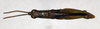 CollectionObject 1540623; c9aa75d2-ecc1-4e20-a9d8-1024a94624d8: male, dorsal view (lectotype). (CollectionObject).