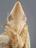 Head: !! display not done !! on Agudus typicus Oman, 1938: Head. (Observation).