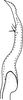 Stylus: !! display not done !! on Empoasca (Empoasca) fabae (Harris, 1841): Stylus. (Observation).